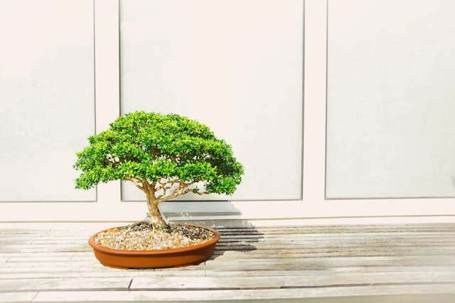 Aito bonsai-puu ruukussa, asetettuna puiselle pöydälle, esittelemässä monimutkaisia ​​oksiaan ja reheviä vihreitä lehtiään.
