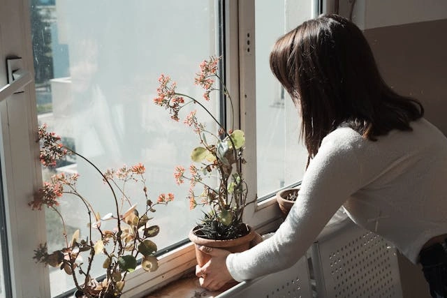 Nainen katselee ulos ikkunasta, kasvi vierellään, ilmentäen mehikasvi hoitoa rauhallisessa hetkessään.