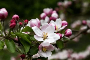 Omenankukat kukkivat keväällä koristeomenanpuun omenissa ja niissä on herkät vaaleanpunaiset ja valkoiset terälehdet.webp