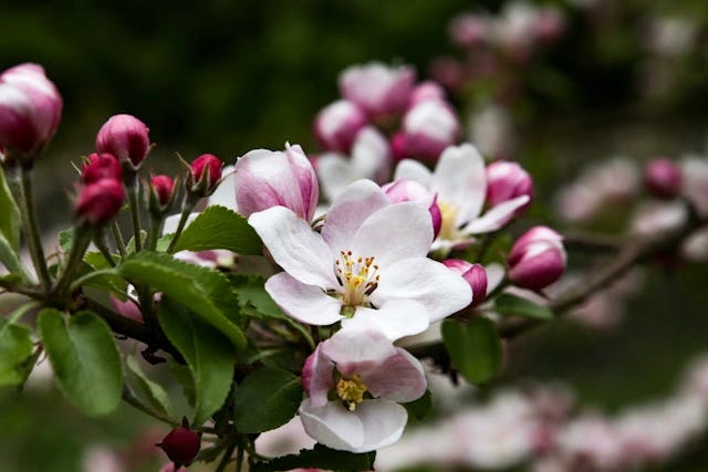 Omenankukat kukkivat keväällä koristeomenanpuun omenissa ja niissä on herkät vaaleanpunaiset ja valkoiset terälehdet.webp