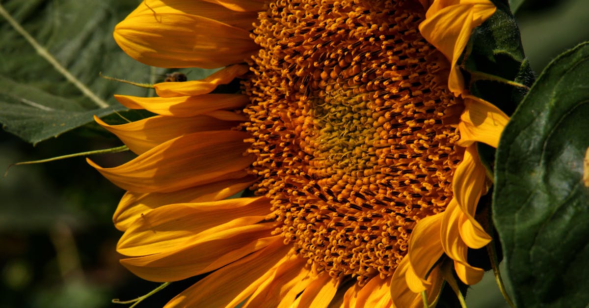 Lehtipuhaltimet - Cate Blanchett vastustaa lehtipuhaltimia: Miksi Lehtipuhaltimet Kiellot ovat välttämättömiä?