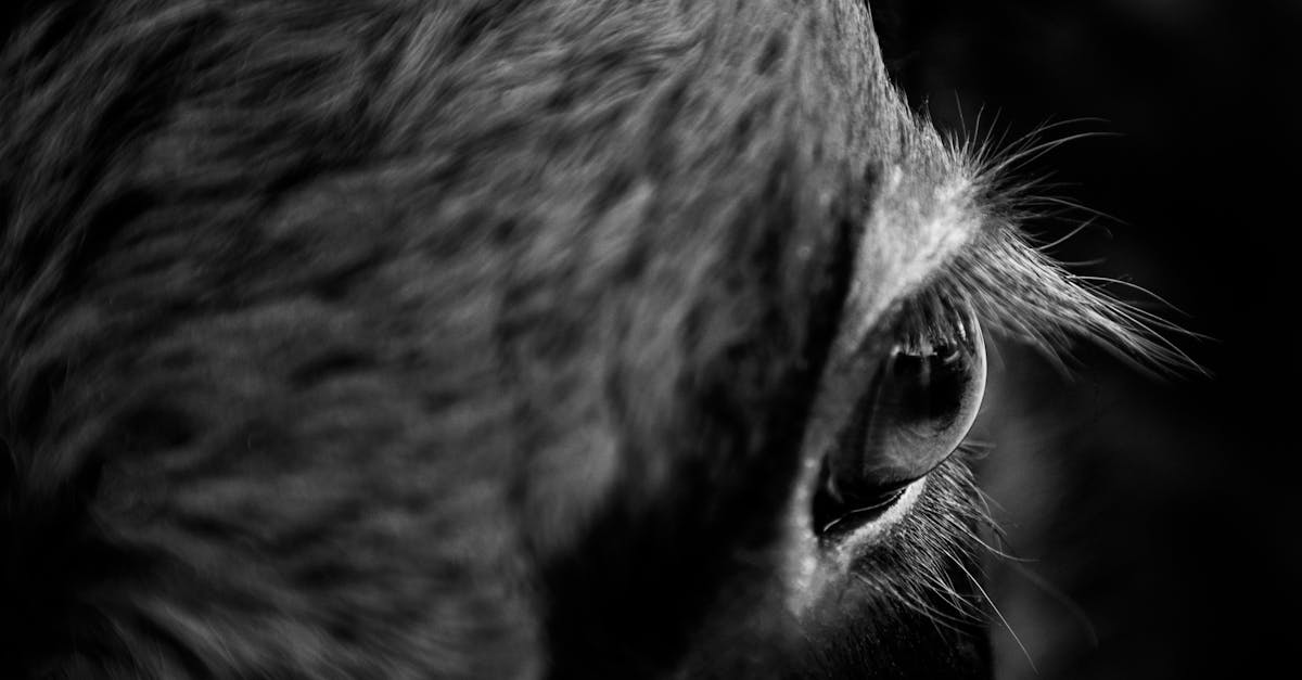 Eläinten tehotuotanto - Miksi meidän on lopetettava tehotuotanto nyt – Askeleet kohti kestävämpää tulevaisuutta