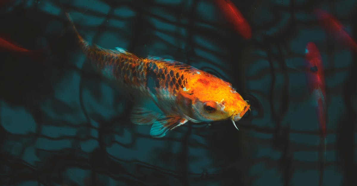 Lohikasvatus - Lohenkasvatuksen tumma puoli: Ympäristövaikutukset, jotka sinun tulee tietää