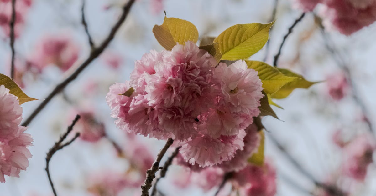 Ympäristönsuojelu - Villin riisin suojelu: Uhanalaisen perinnön taistelu Suurten järvien alueella