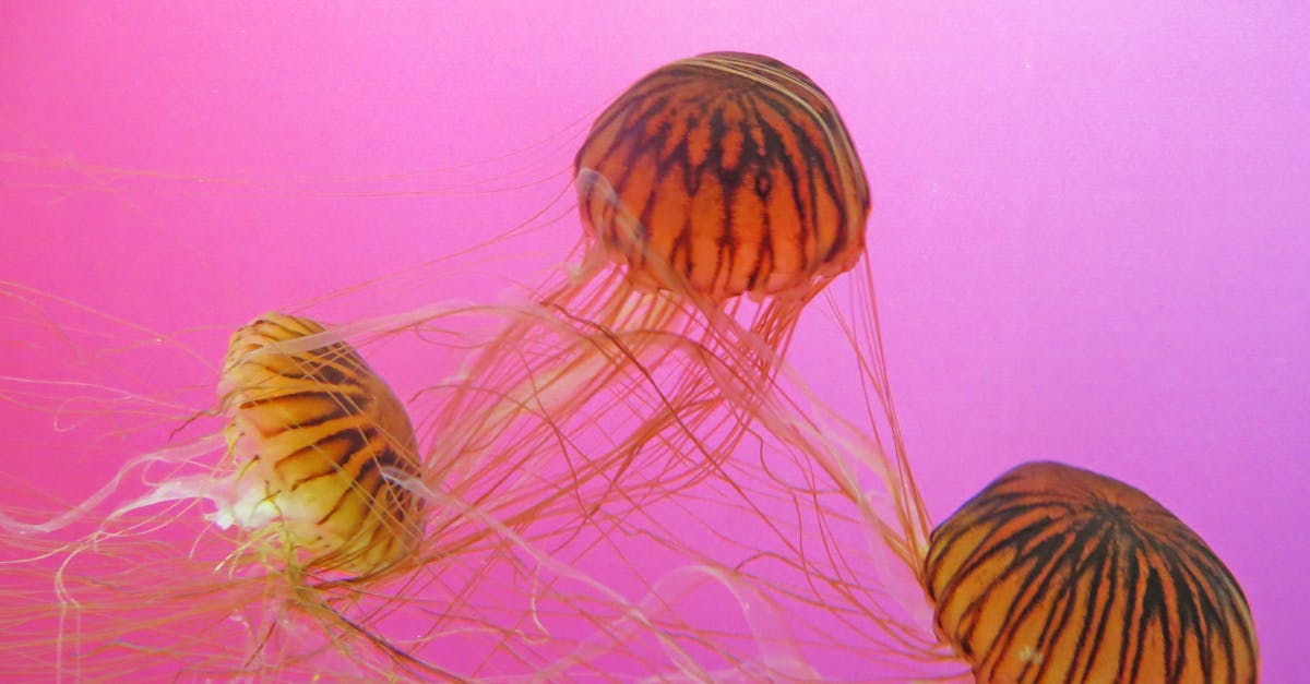 Syvänmerenkaivostoiminta - Japani Sukeltaa Syvyyksiin: Syvänmeren Kaivostoiminta Lupaa Ratkaisun Mineraalipulaan