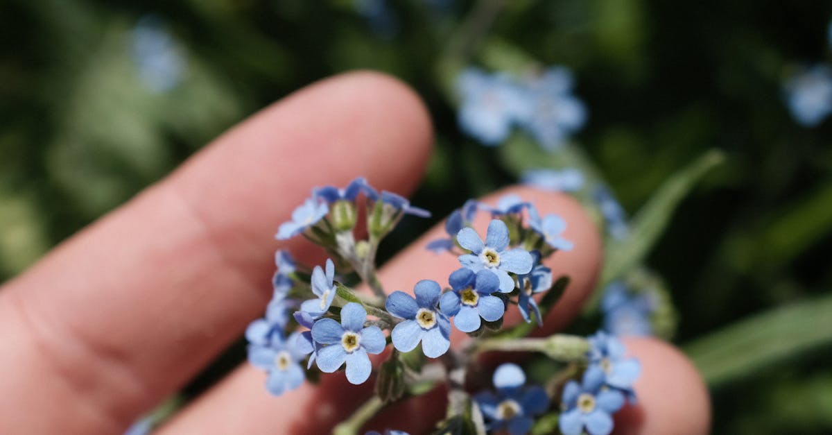 Huonekasvit - Luo Kodistasi Onnellisempi Paikka – Valitse Oikea Huonekasvi