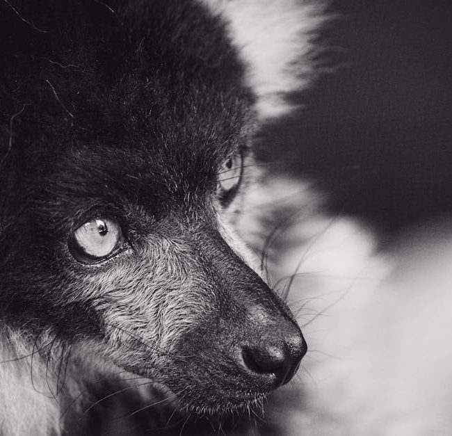 Ympäristövahingot - Rio Tinto Madagaskar: Kestävän kehityksen edelläkävijä vai ympäristöuhka?