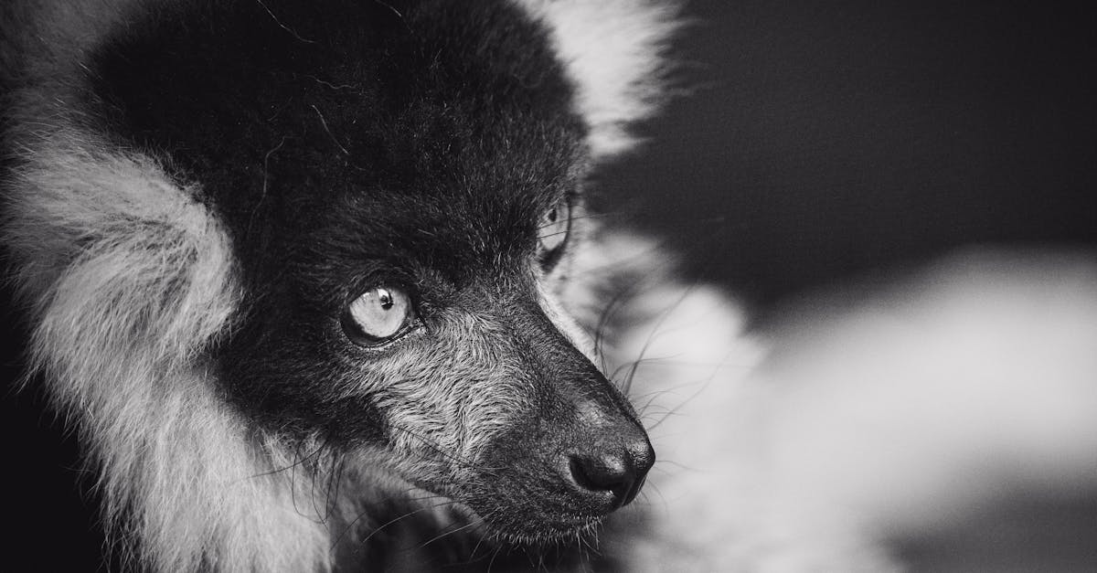 Ympäristövahingot - Rio Tinto Madagaskar: Kestävän kehityksen edelläkävijä vai ympäristöuhka?