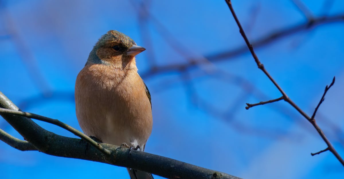 Lintutesti - Kevään Persoonallisuustesti: Löydä Sisäinen Lintusi Lintutestillä